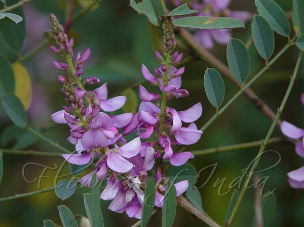 Cassia Indigo